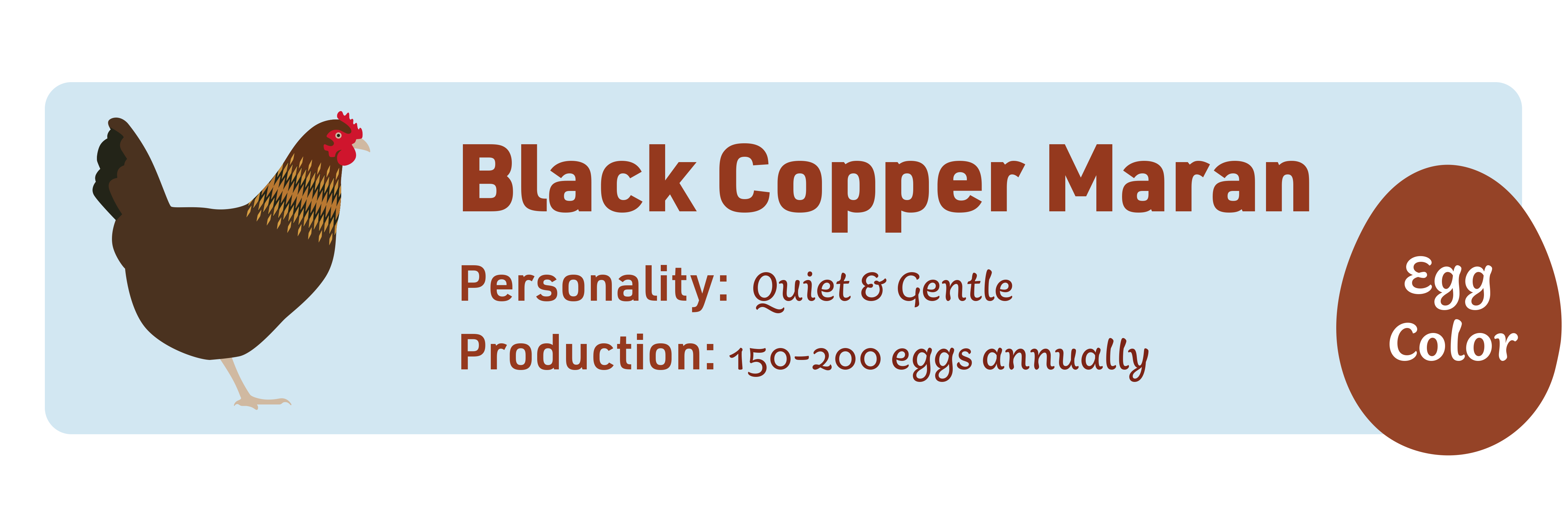 Black Copper Maran_Popular_chicks_v1