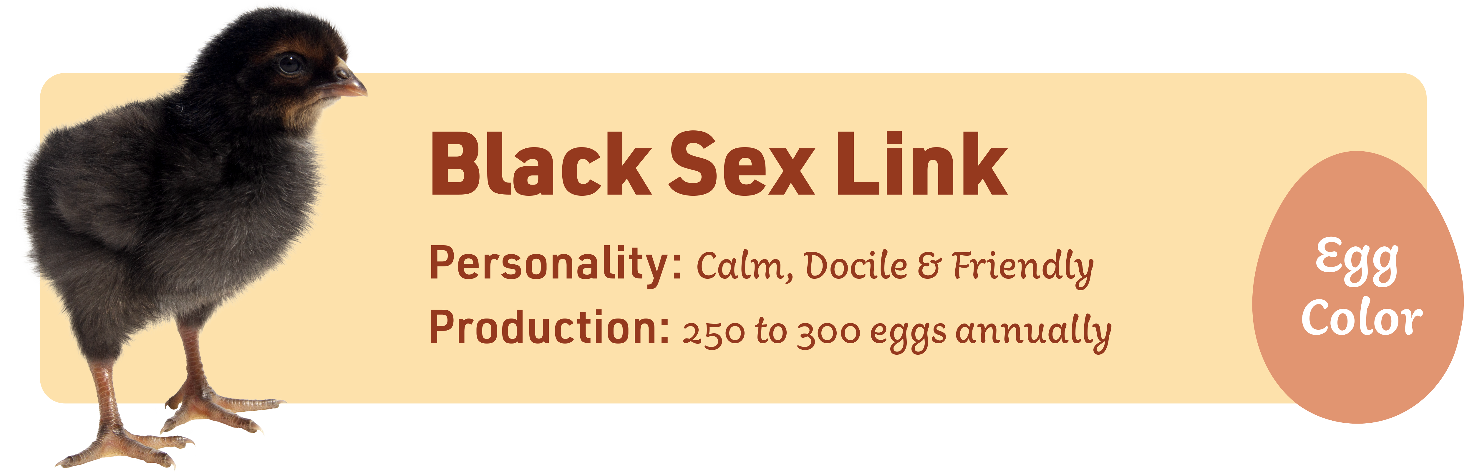 Black Sex Link_Popular_chicks_v1-3
