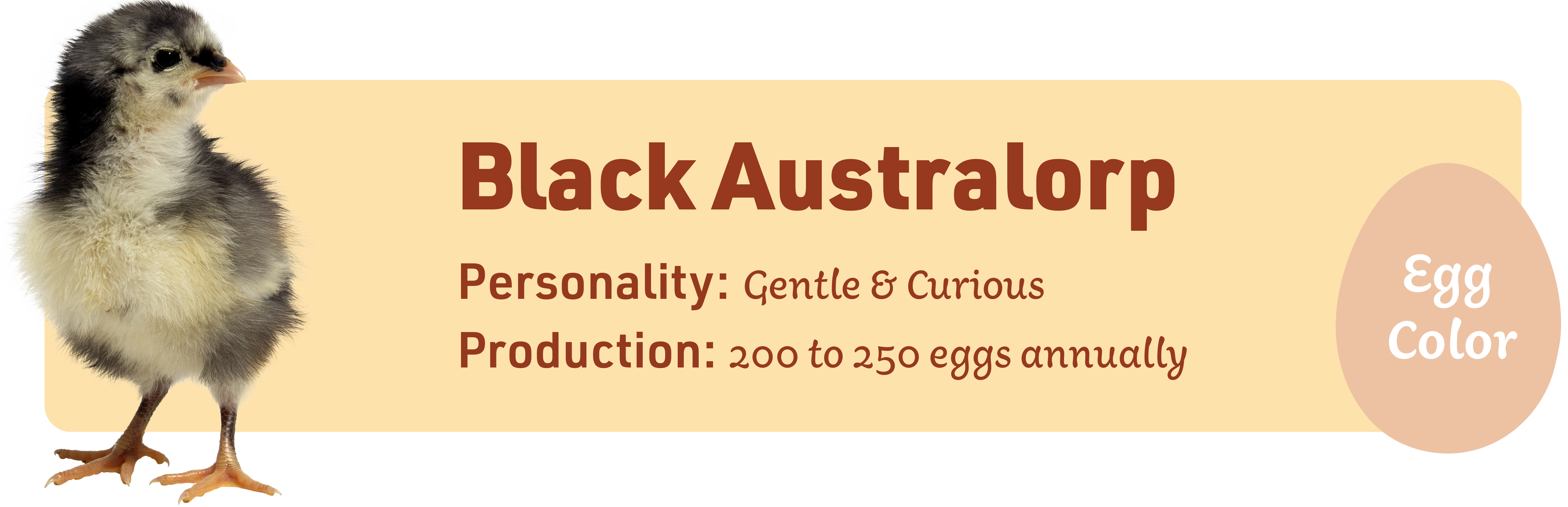 Black_Australorp_red_Popular_chicks_v1-2