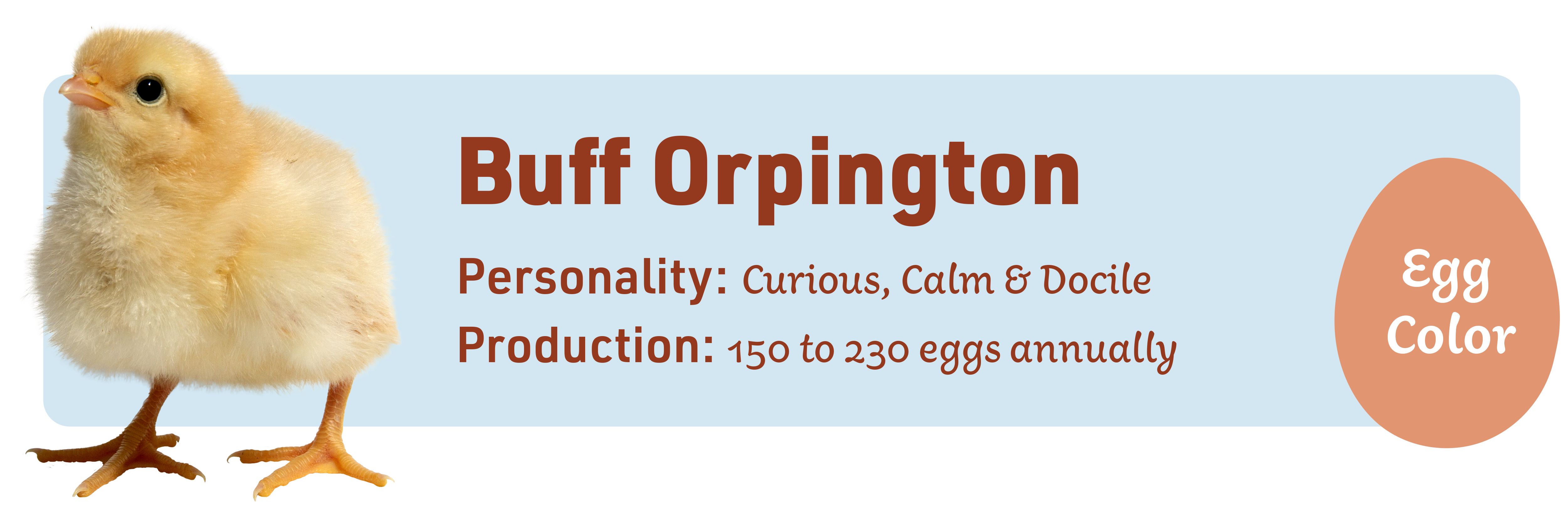 Buff Orpington_Popular_chicks_v1-1