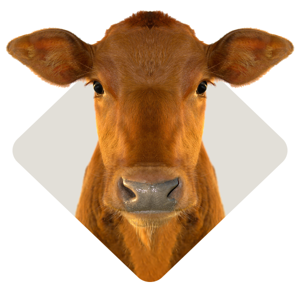 Cattle-Feed