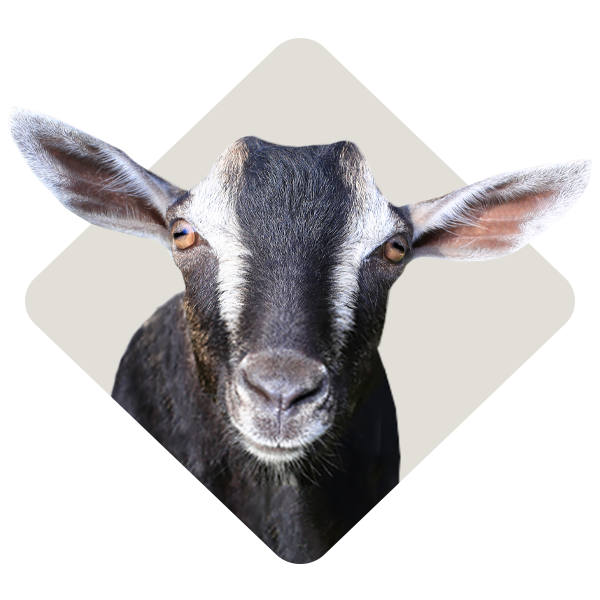 A headshot of a black and white goat.