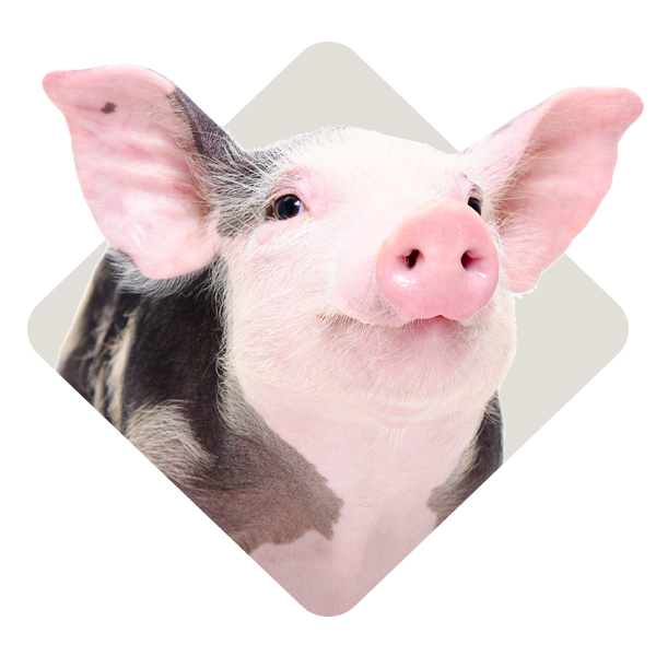 The head of a pink show pig.
