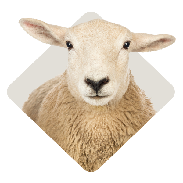 Category_Level2_Sheep-Feed