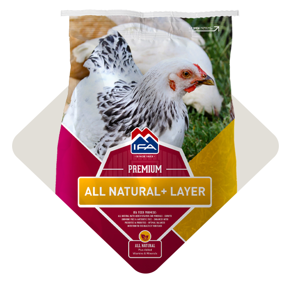 Poultry Feed Treats