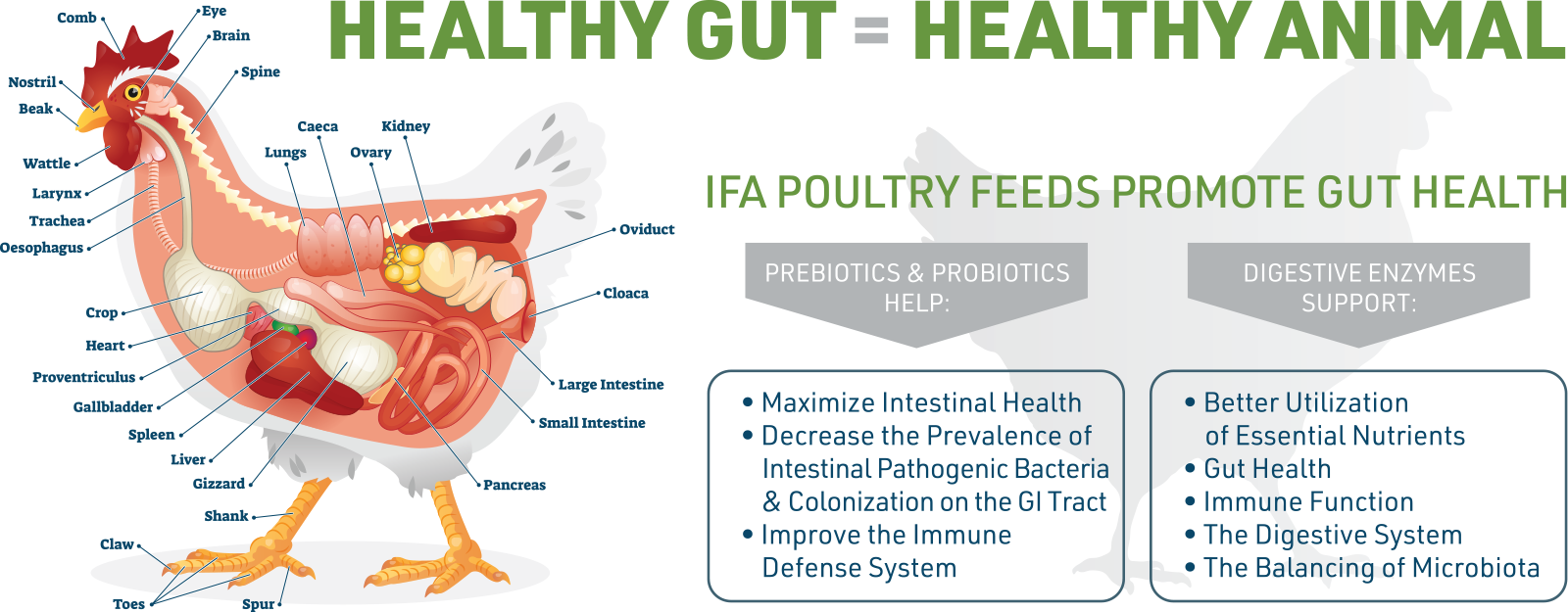 what-to-feed-chickens-gut-health