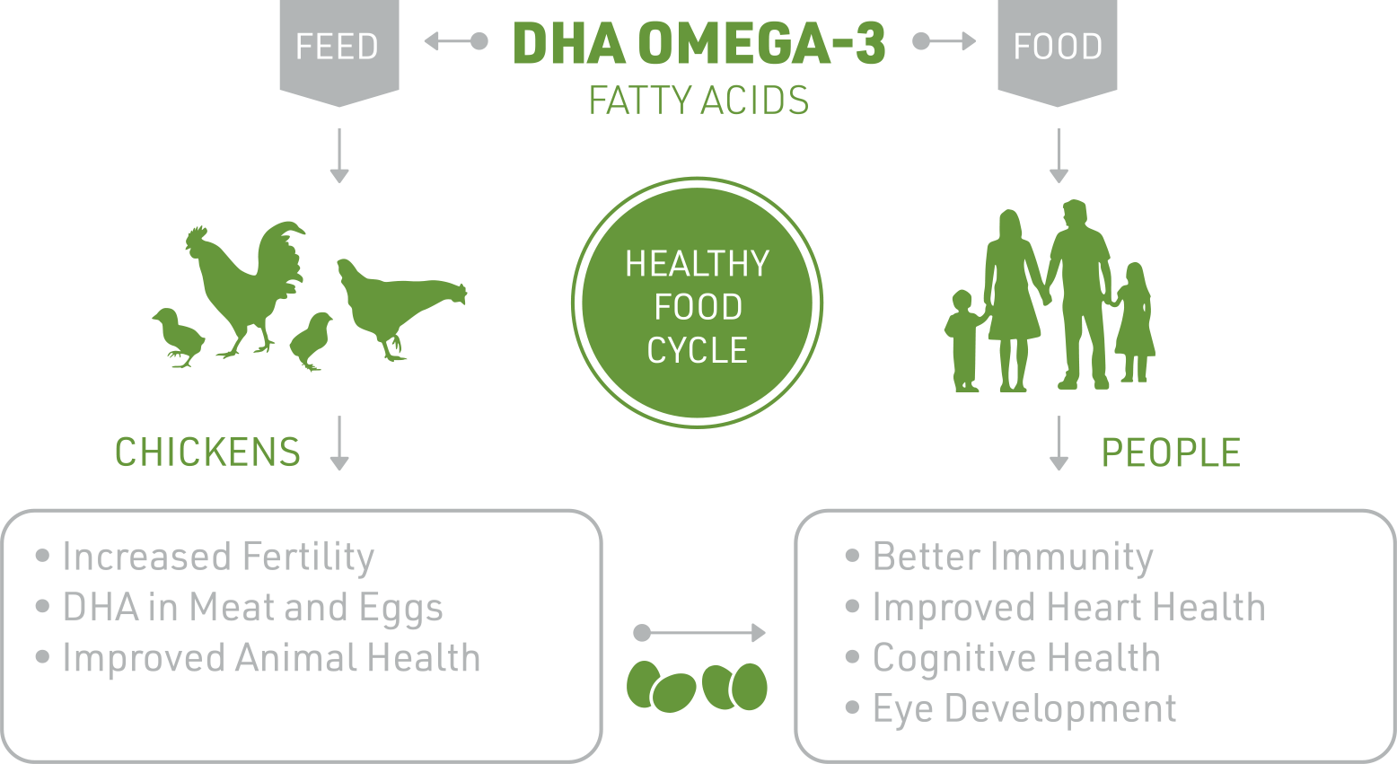what-to-feed-chickens-dha-omega-3-fatty-acids