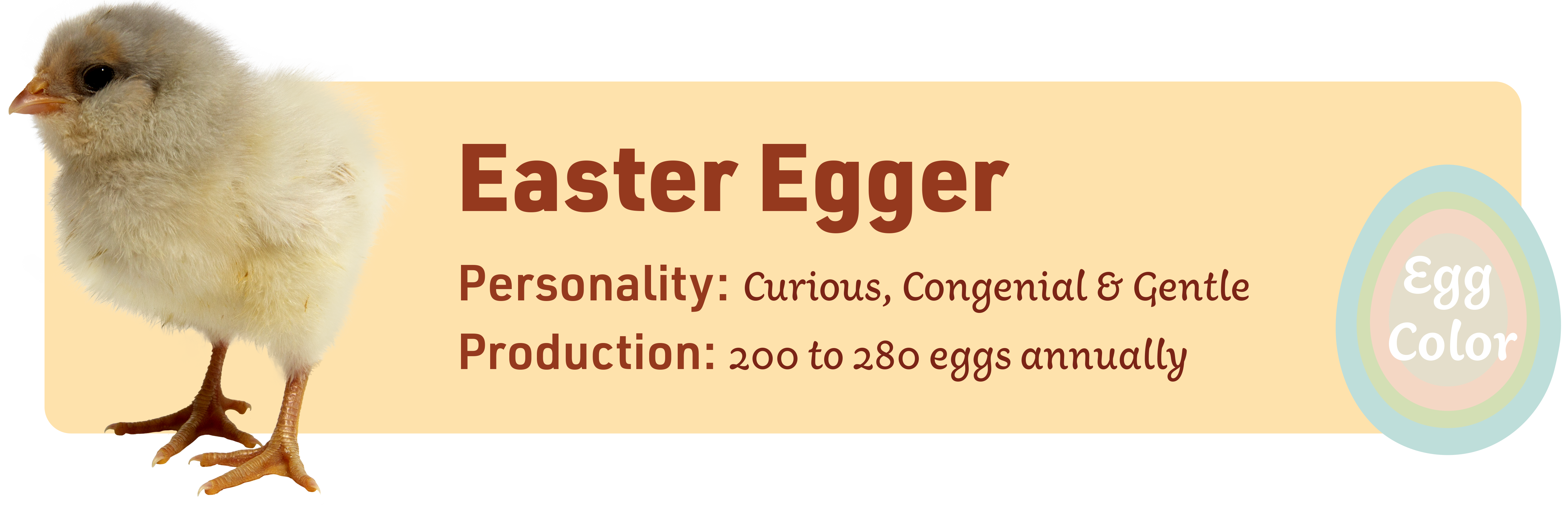 Easter_Egger_Popular_chicks_v1-3