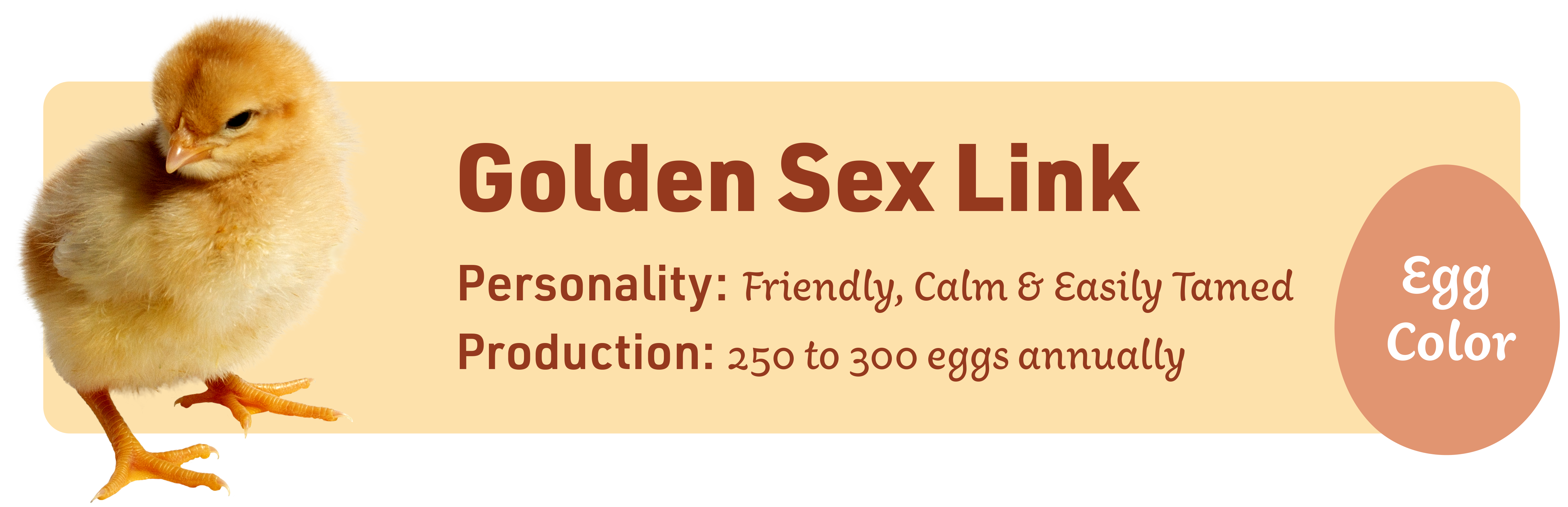 Golden Sex Link_Popular_chicks_v1