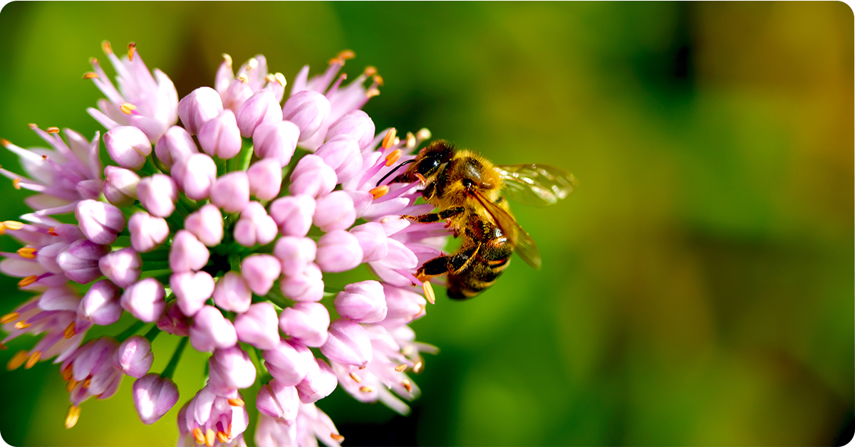 Protect the Pollinators