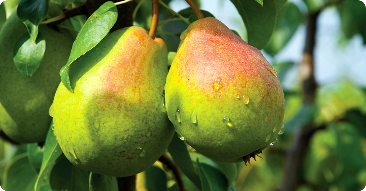 IFA_Blog_Backyard Fruit Trees 101 Image_Pear