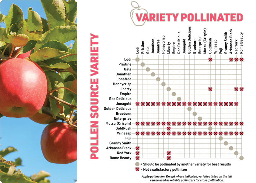 IFA_Blog_Backyard Fruit Trees 101_Apple+Chart-1