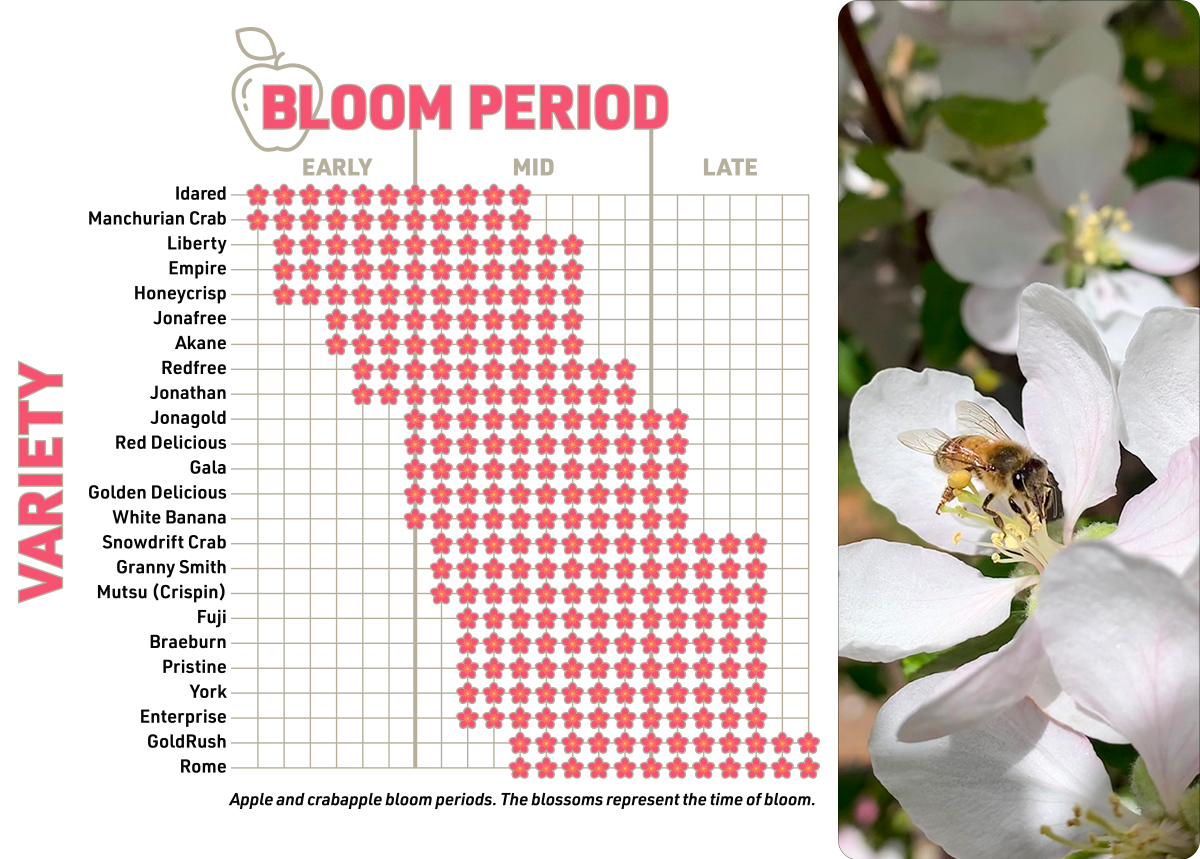 IFA_Blog_Backyard Fruit Trees 101_Apple-Blossom+Chart-2