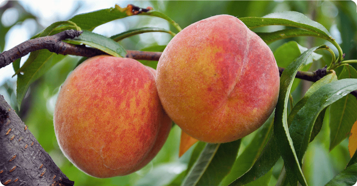 fruit-trees-in-utah-peaches-ohenry