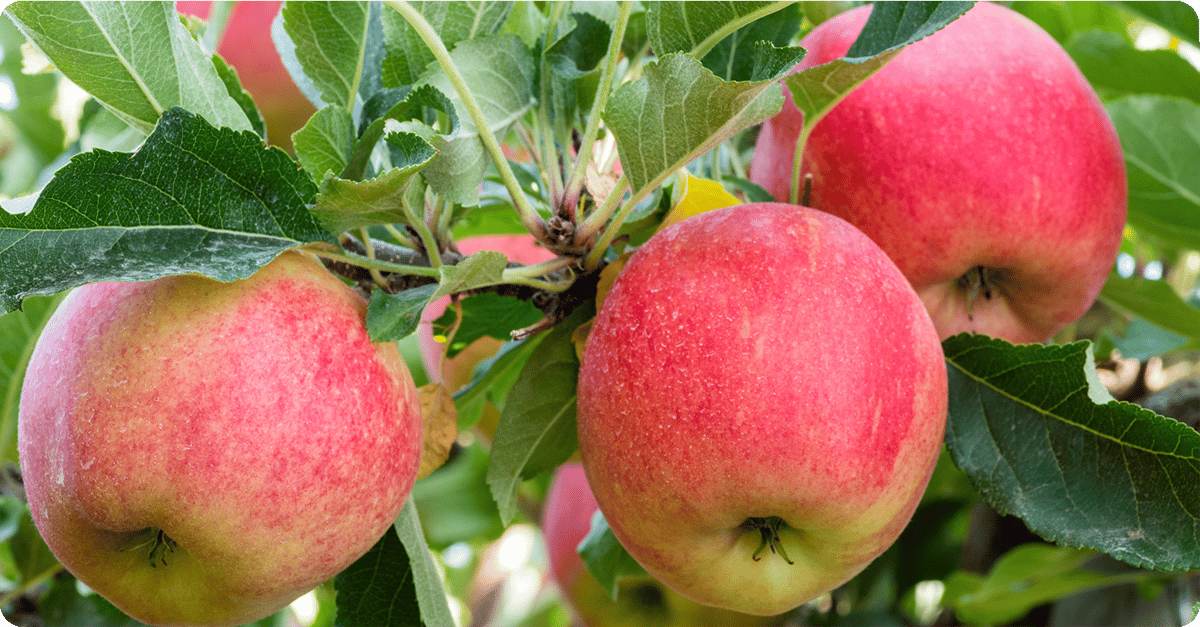 fruit-trees-in-utah-apples-gala