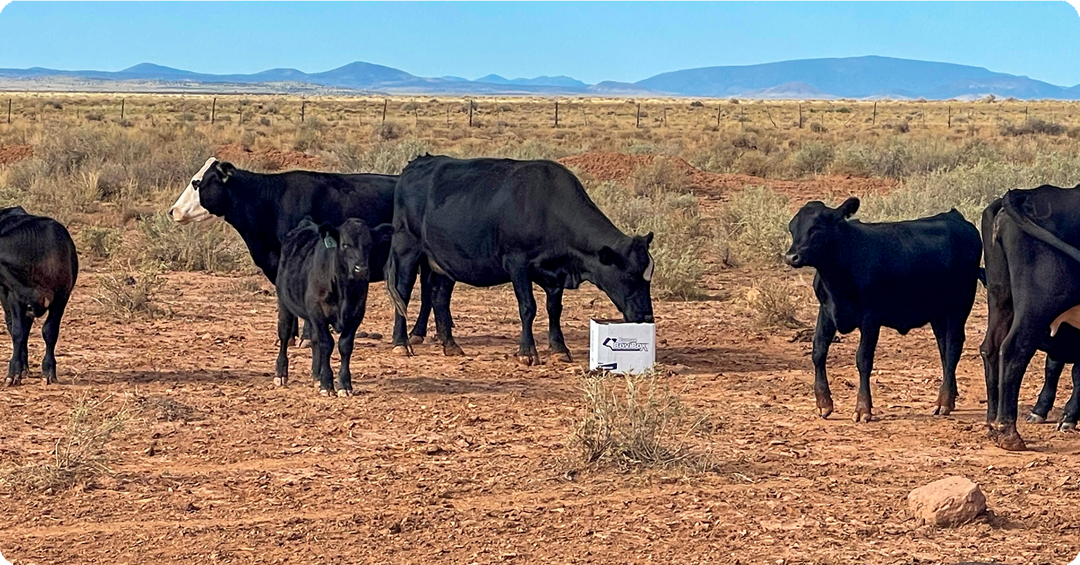 IFA_Blog_Cattle Feed Supplements- How Protein Tubs and Blocks2