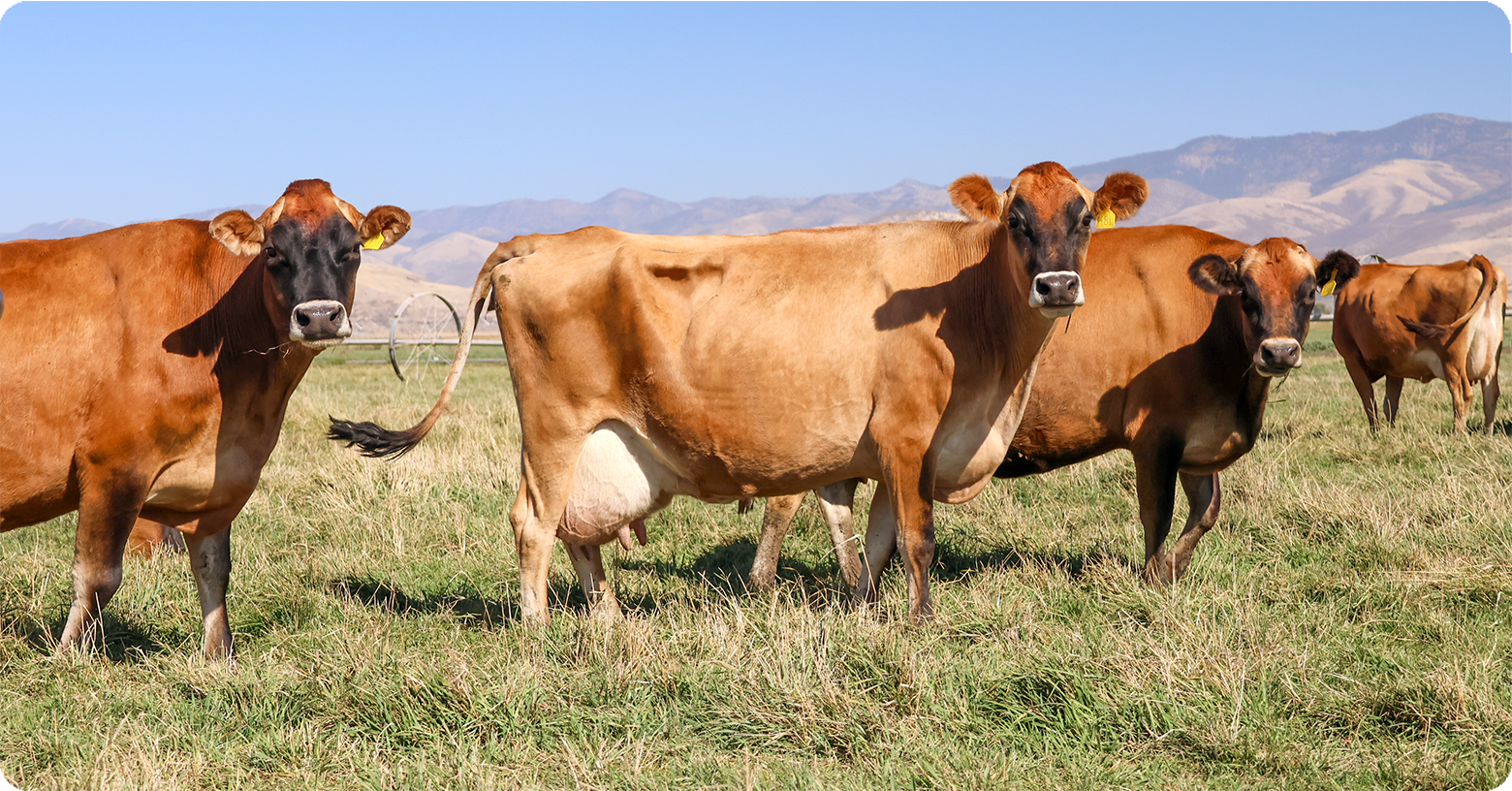 IFA_Blog_Cattle and Milk Markets- More Per Pound1