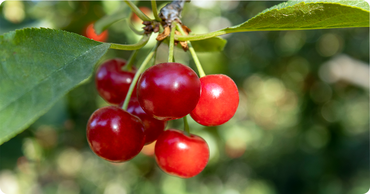 fruit-farming-IFA-Utah