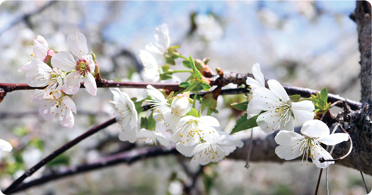 fruit-farming-IFA-Utah-2