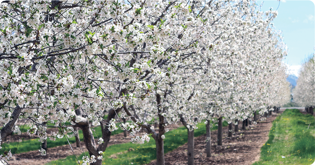 fruit-farming-IFA-Utah-4