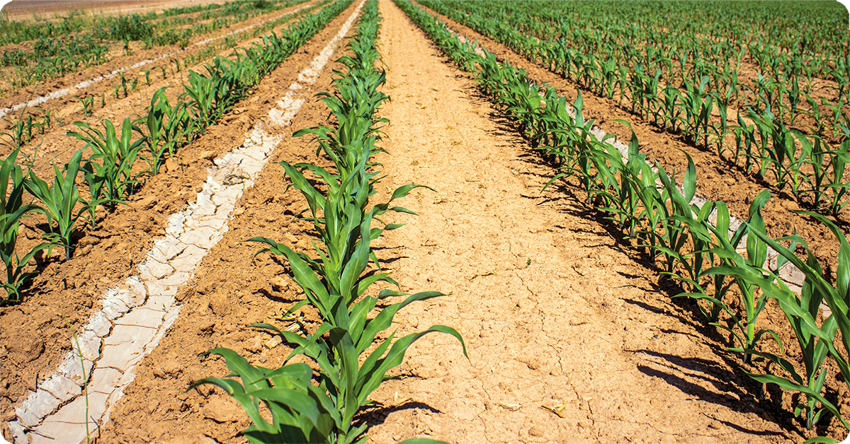 IFA_Blog_Champions of Agriculture- Garn and Caryl4