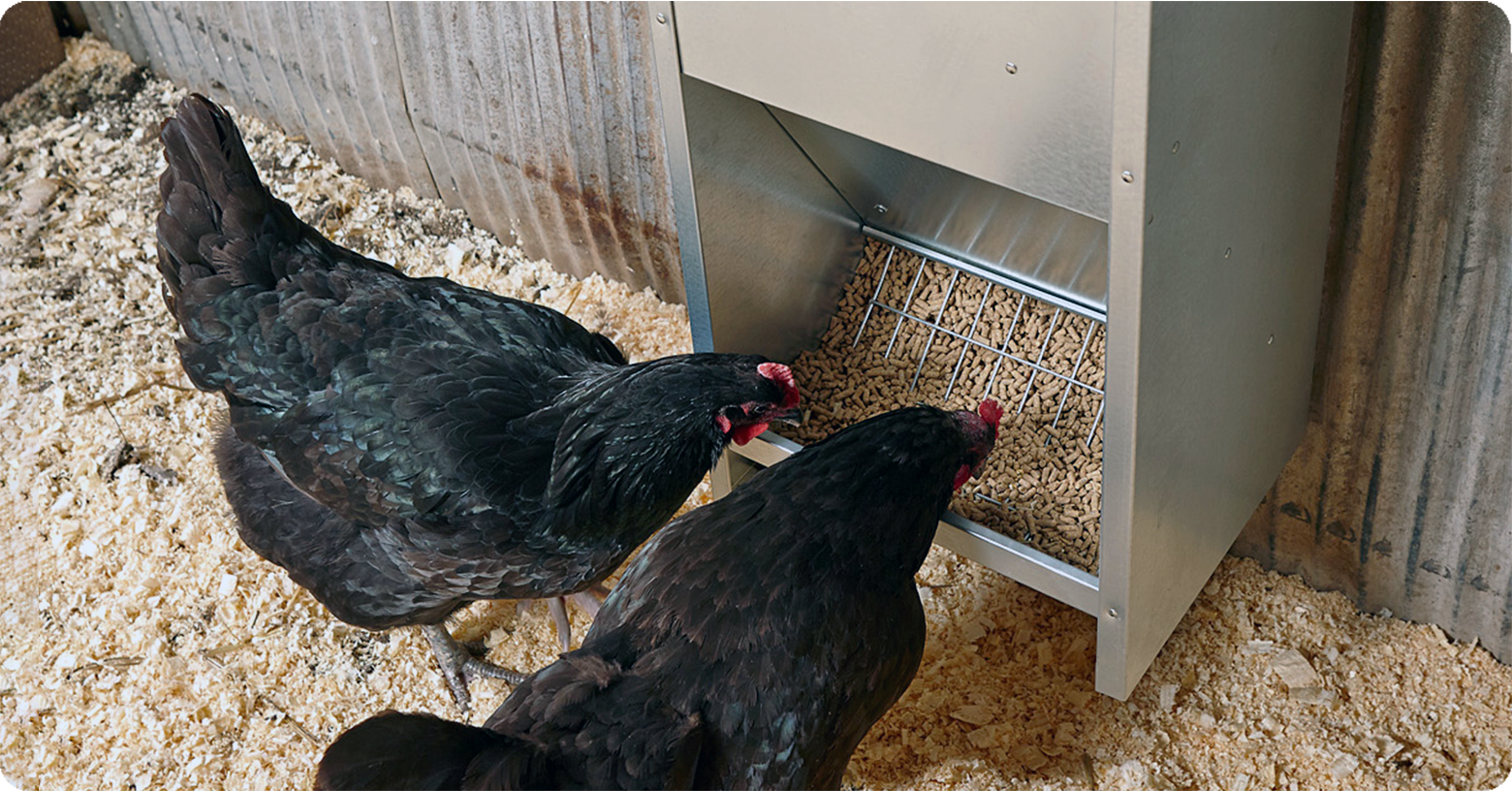 IFA_Blog_Choosing the Right Feed and Water Stations for Chickens3