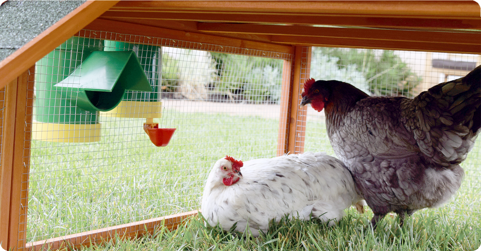 IFA_Blog_Choosing the Right Feed and Water Stations for Chickens5