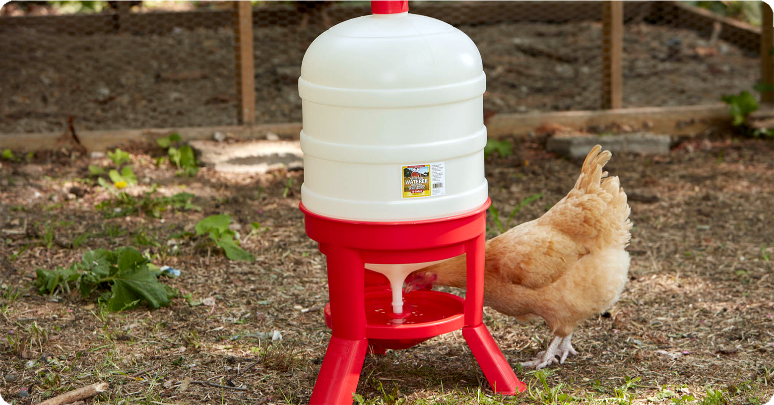 IFA_Blog_Choosing the Right Feed and Water Stations for Chickens6