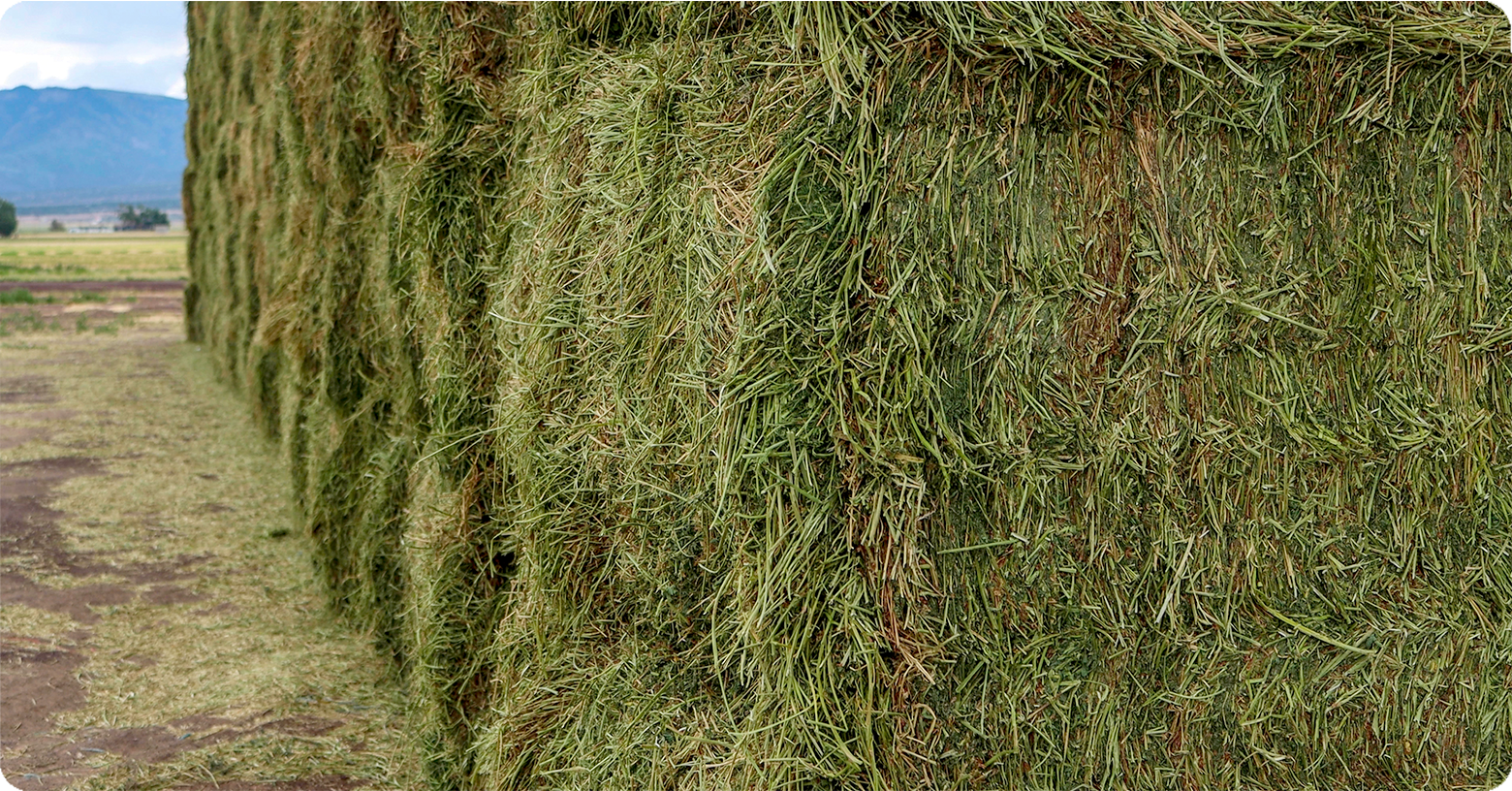 Choosing-the-Right-Forage-for-Your-Horse-hay-bales