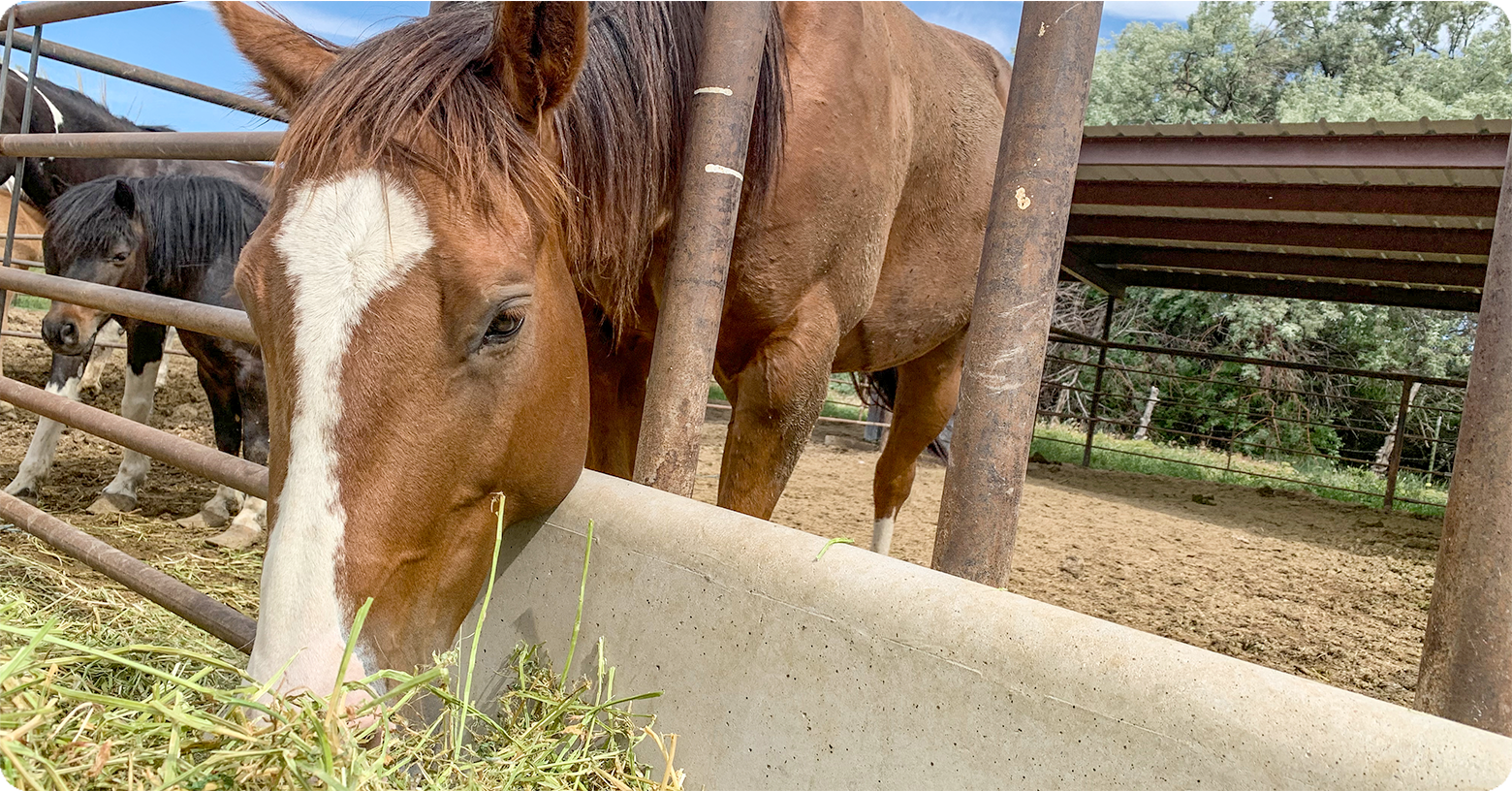 IFA_Blog_Choosing the Right Forage for Your Horse2