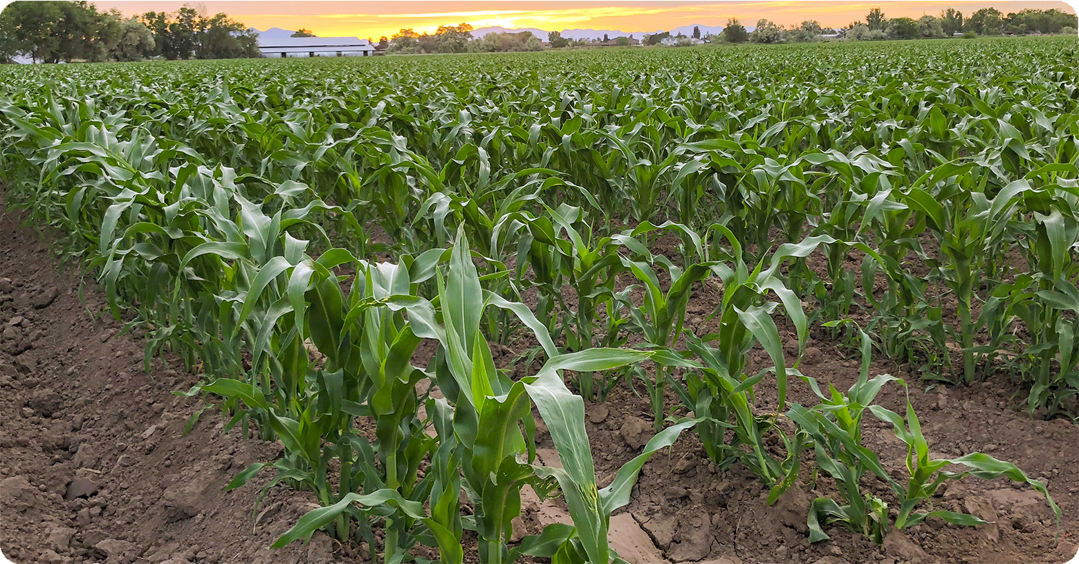 IFA_Blog_Controlling Spider Mites in Corn Crops1