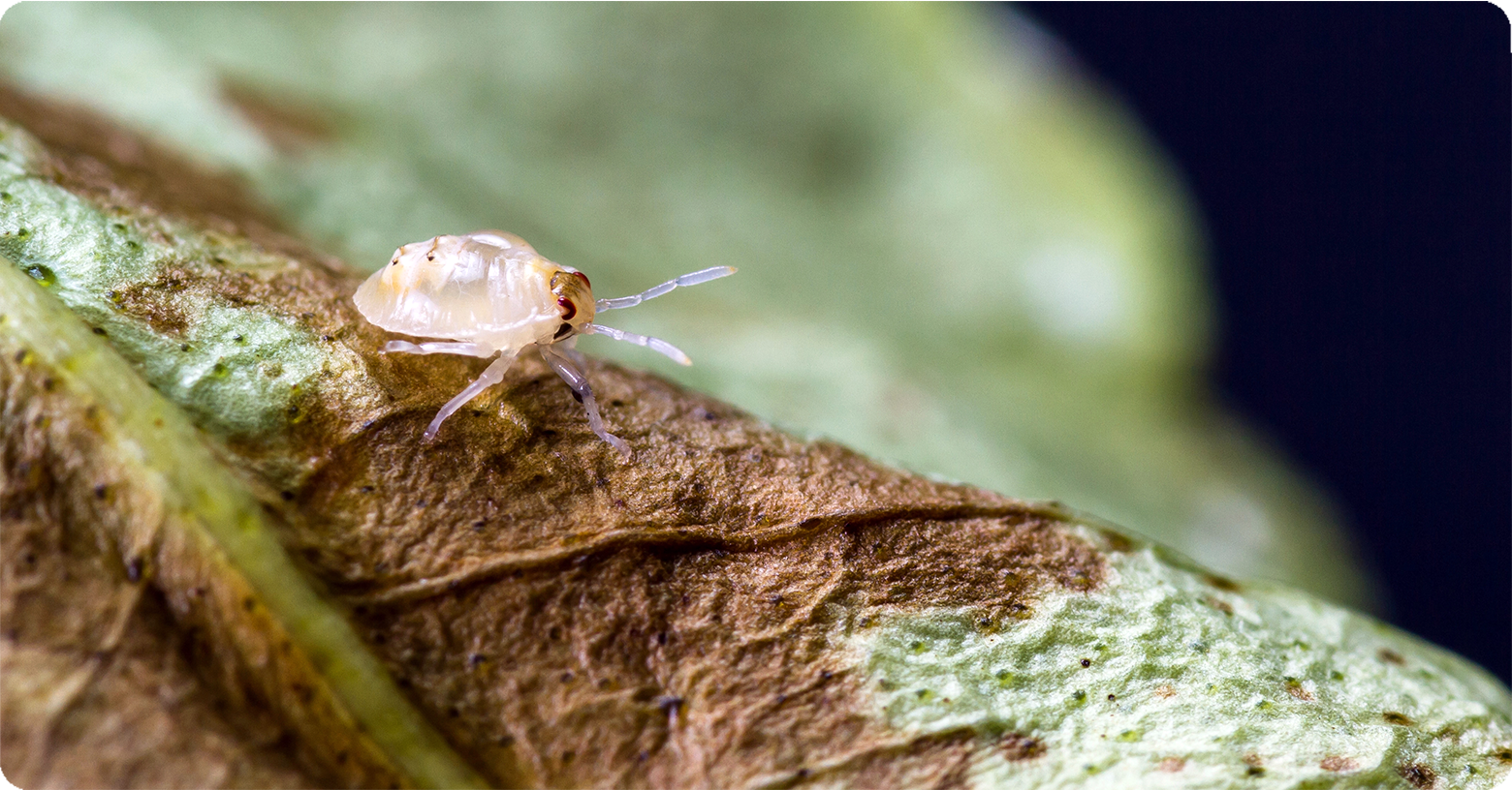 IFA_Blog_Controlling Spider Mites in Corn Crops4