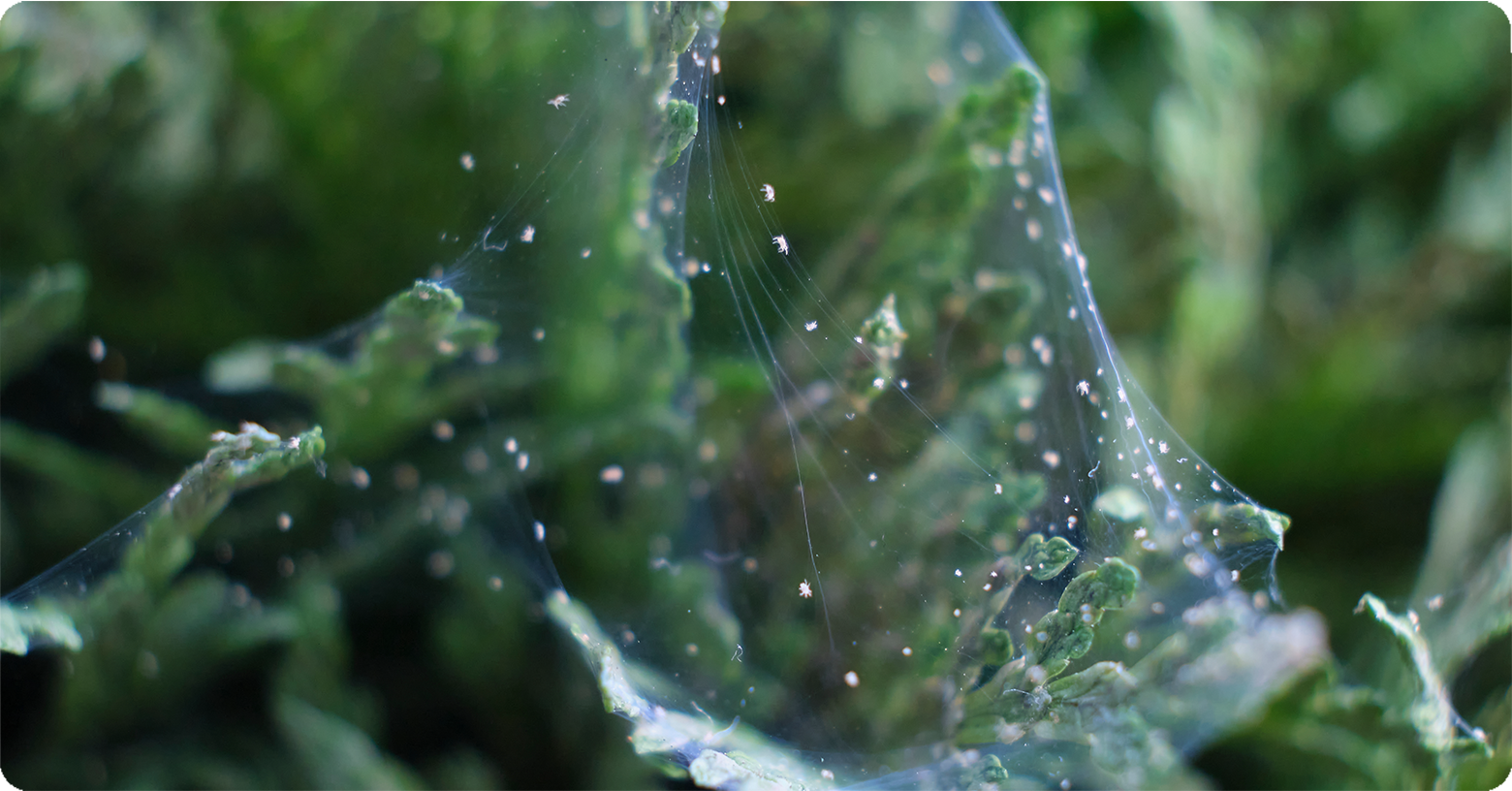 IFA_Blog_Controlling Spider Mites in Corn Crops6