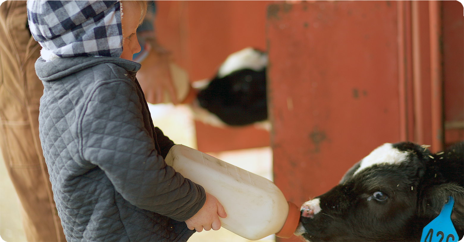 IFA_Blog_Dairy Farmer to Livestock Feed Nutritionist2