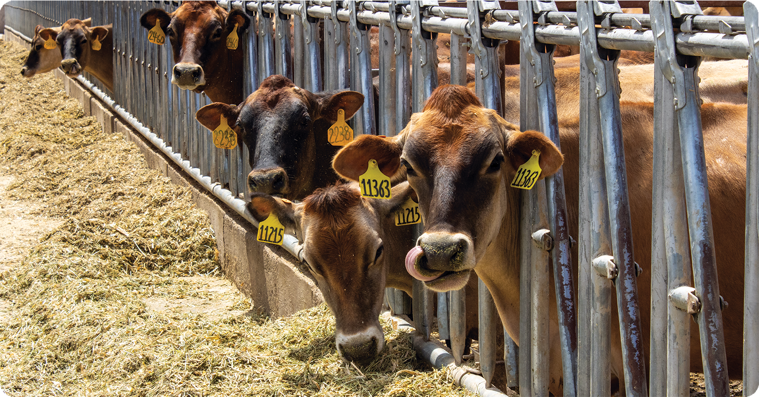 IFA_Blog_Dairy Farmer to Livestock Feed Nutritionist5