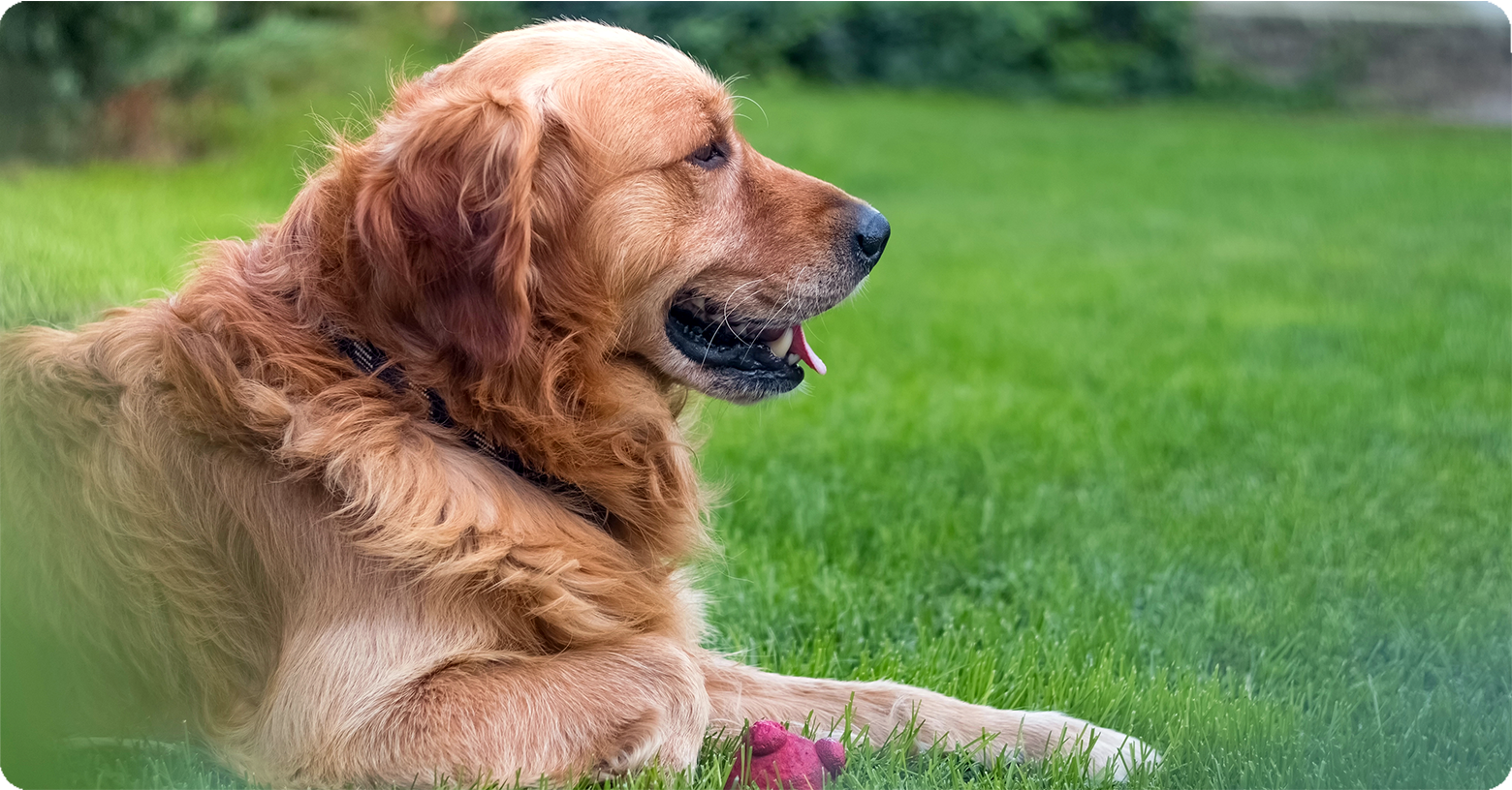 IFA_Blog_Dog Spots on Your Lawn- Causes, Prevention and Treatment2