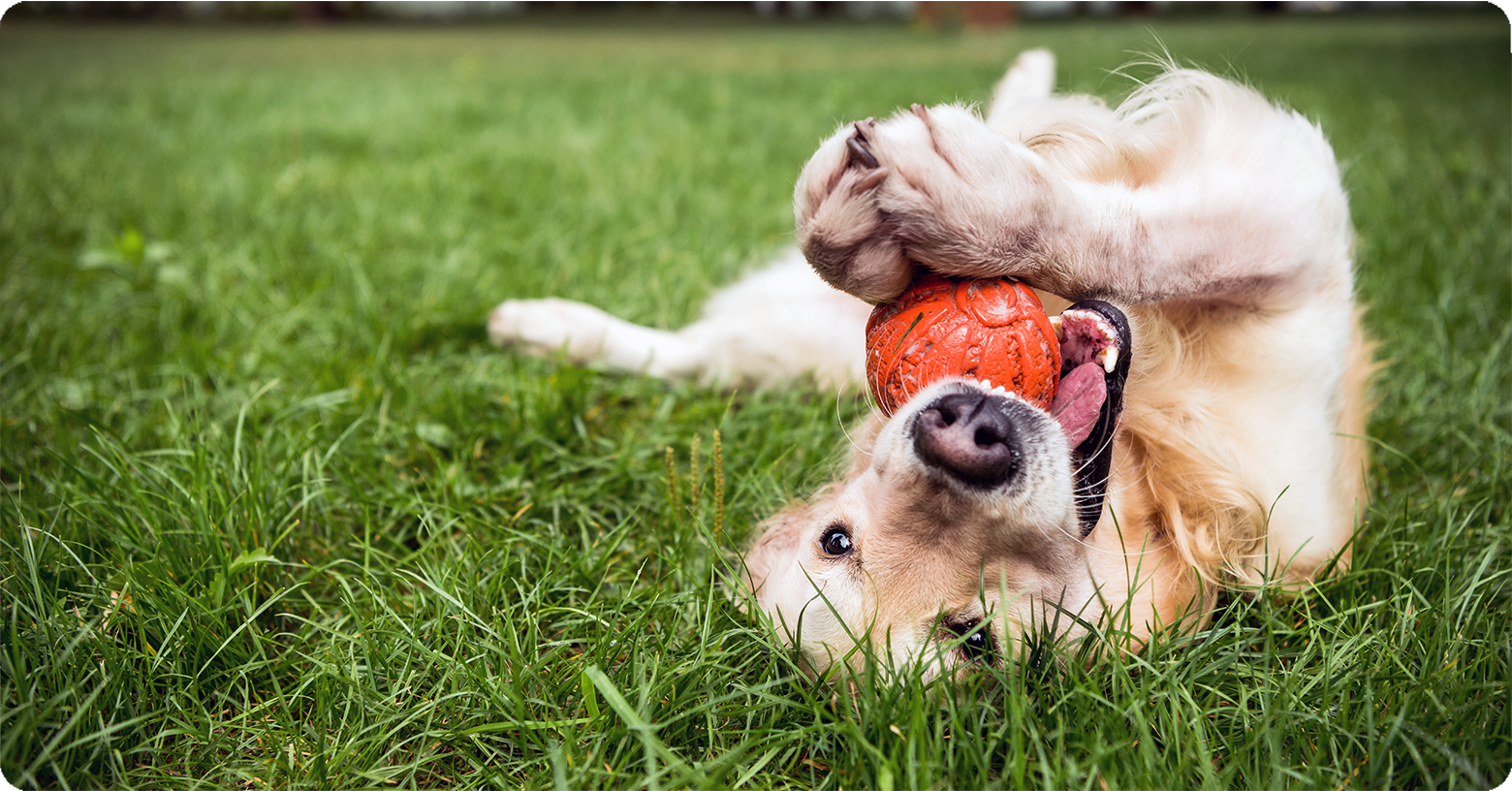IFA_Blog_Dog Spots on Your Lawn- Causes, Prevention and Treatment3
