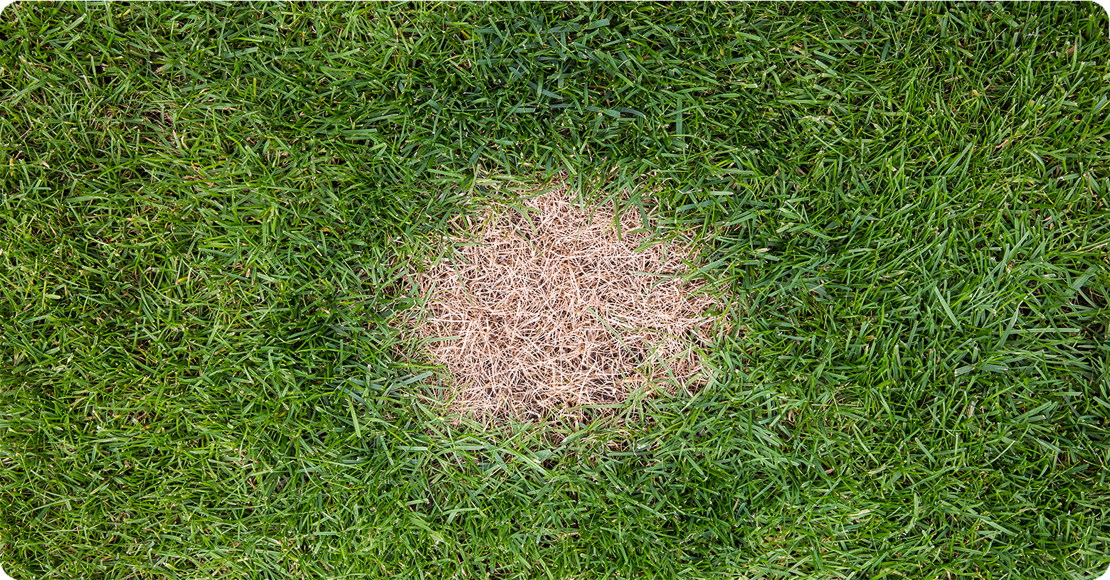IFA_Blog_Dog Spots on Your Lawn- Causes, Prevention and Treatment4