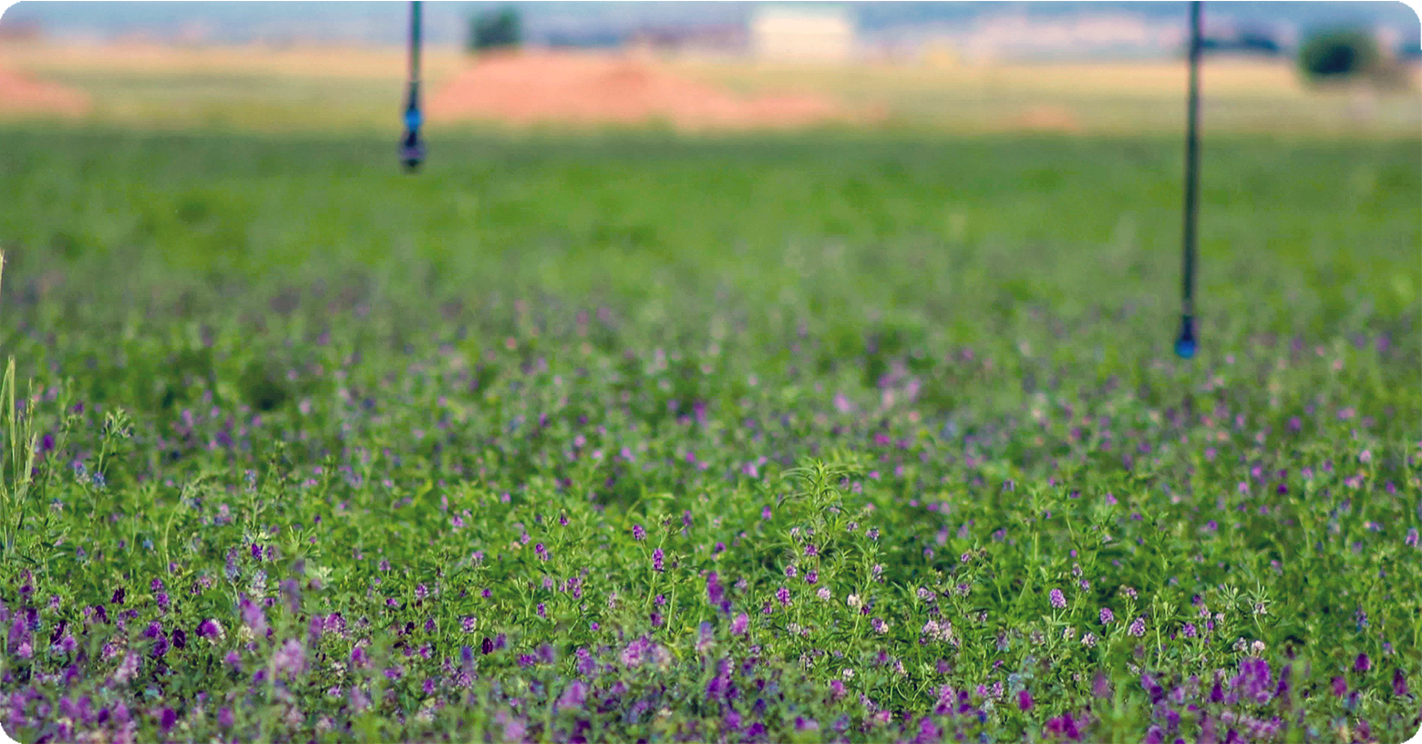 IFA_Blog_Early Season Stand Evaluation For a Healthy Alfalfa Crop 2