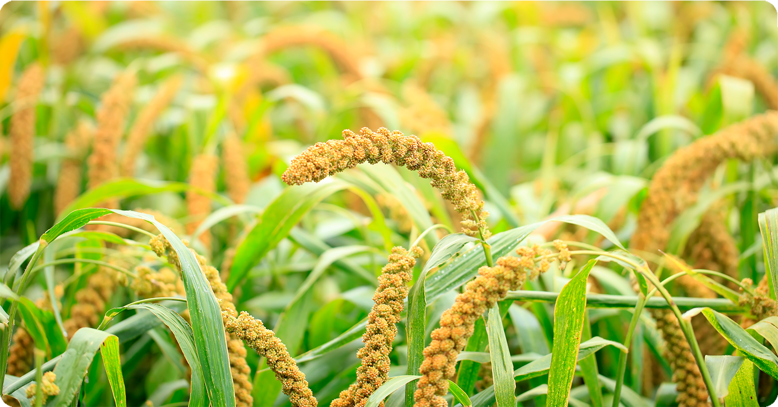 Early Evaluation For Healthy Alfalfa Crop 