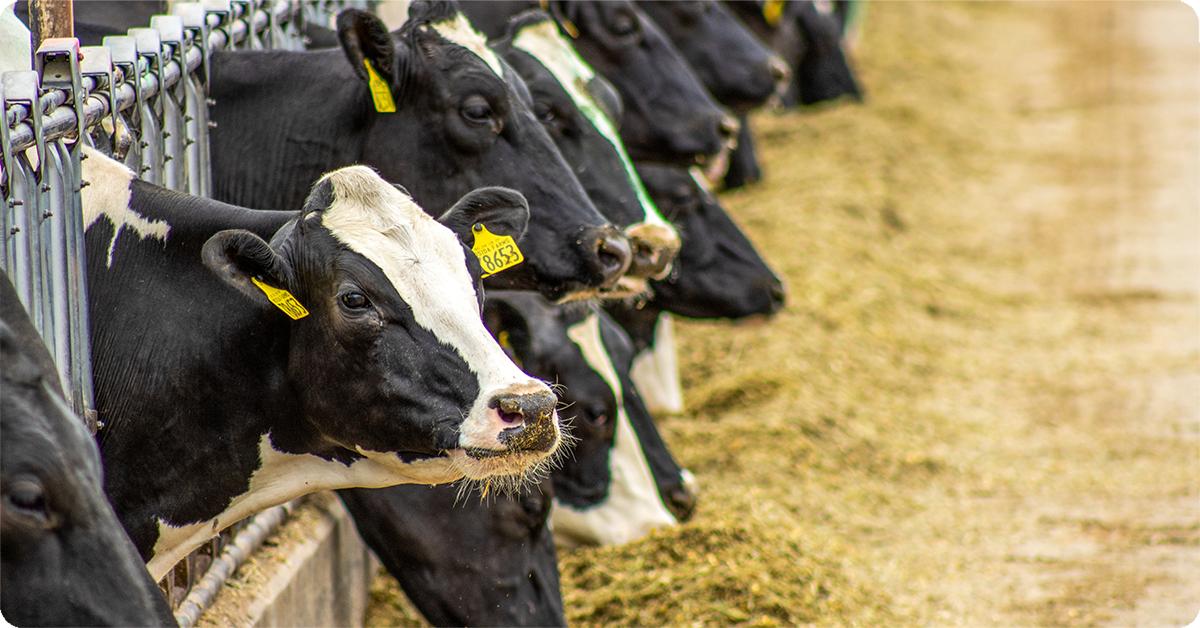 IFA_Blog_FThe Science of Success - How Dr. Laun Hall is Helping IFA Producers11