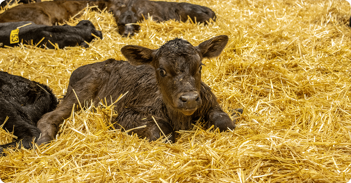 IFA_Blog_FThe Science of Success - How Dr. Laun Hall is Helping IFA Producers34
