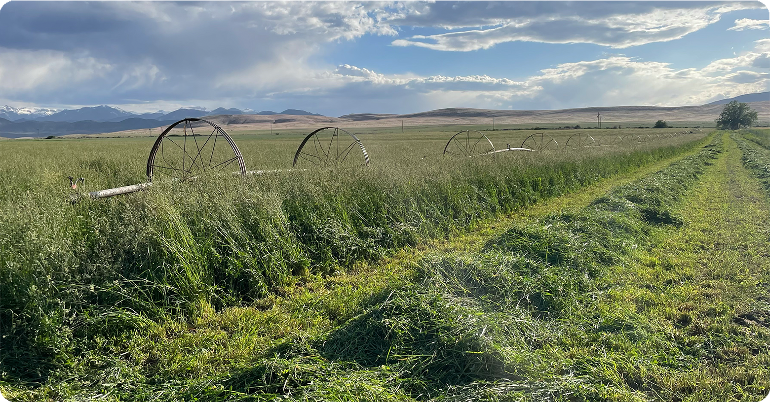 IFA_Blog_Farm Planning For 2025- Crop Rotation Irrigation Soil Sampling & More2