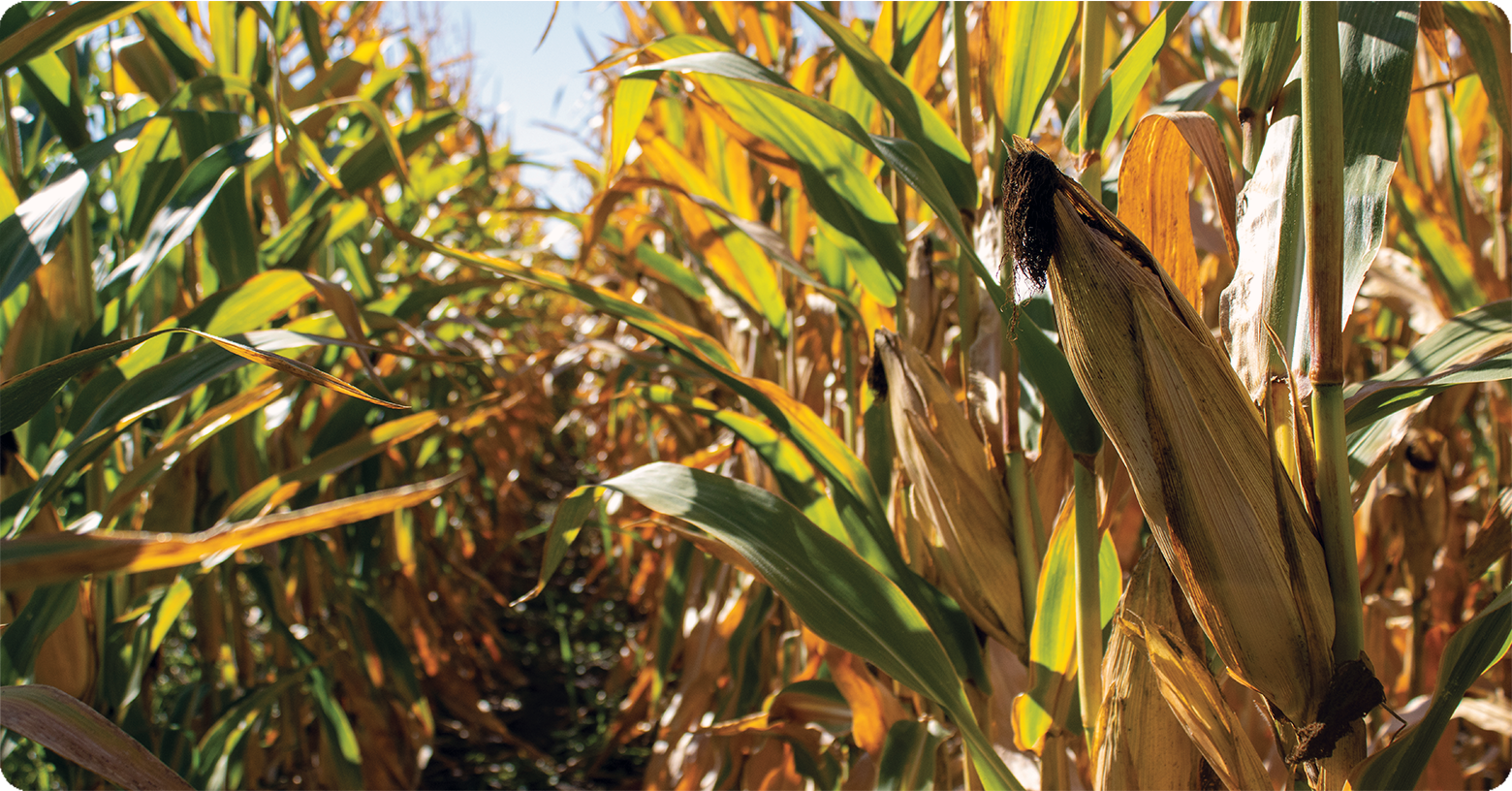 IFA_Blog_Farming in the Intermountain West1
