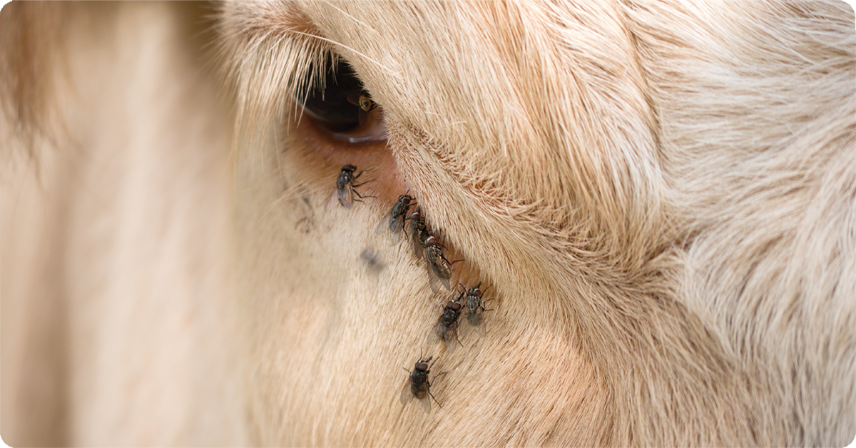 IFA_Blog_Feed Smarter-Nutritional Technologies that Support Cattle Performance3