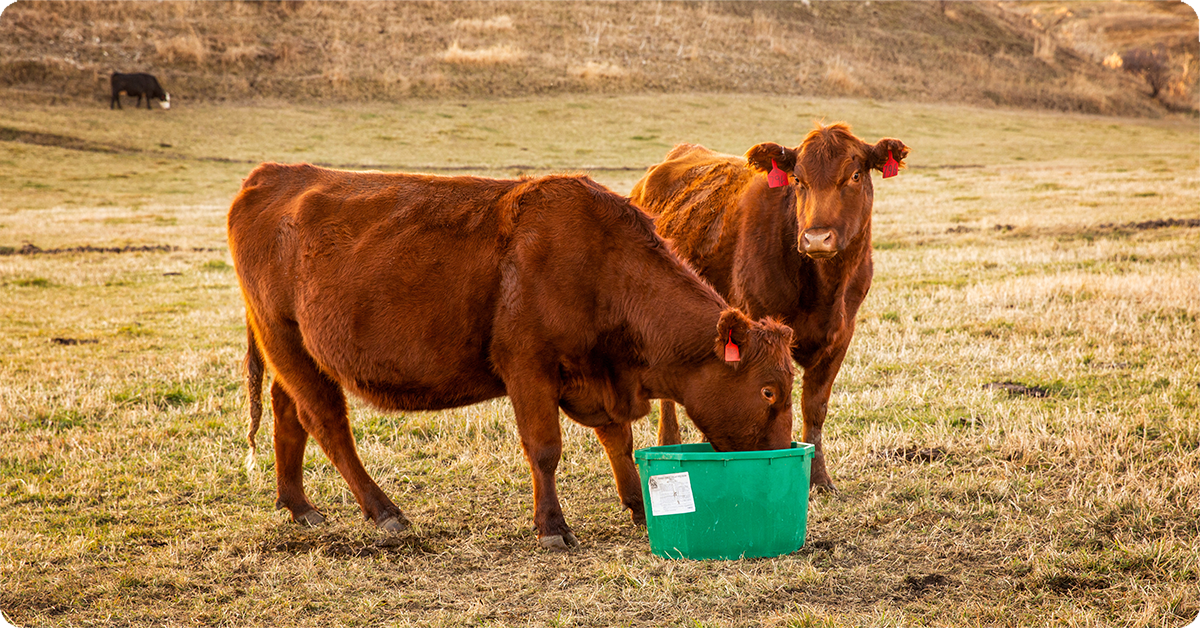 IFA_Blog_Feed Smarter-Nutritional Technologies that Support Cattle Performance4