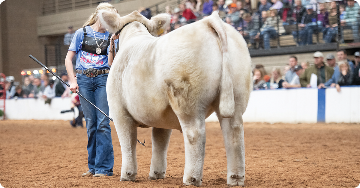 IFA_Blog_Growing Champions- Weaver Livestock Products and Clinics8