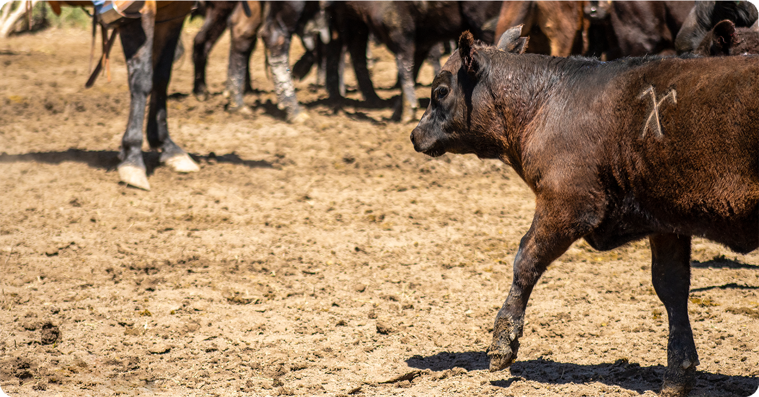 IFA_Blog_Growing Western Heritage on the Stowell Family Ranch Feature18