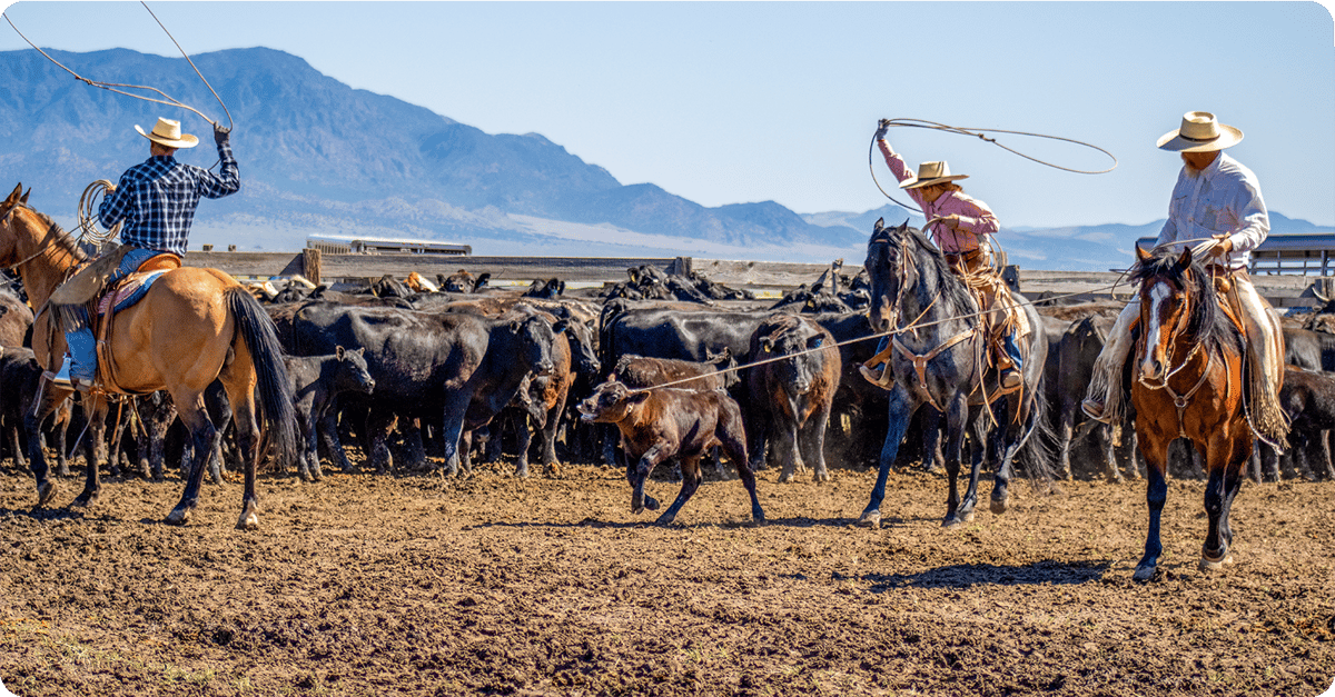 IFA_Blog_Growing Western Heritage on the Stowell Family Ranch Feature24
