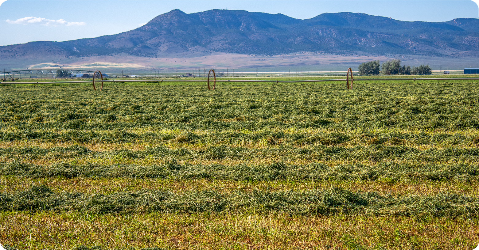IFA_Blog_Growing Western Heritage on the Stowell Family Ranch Feature4
